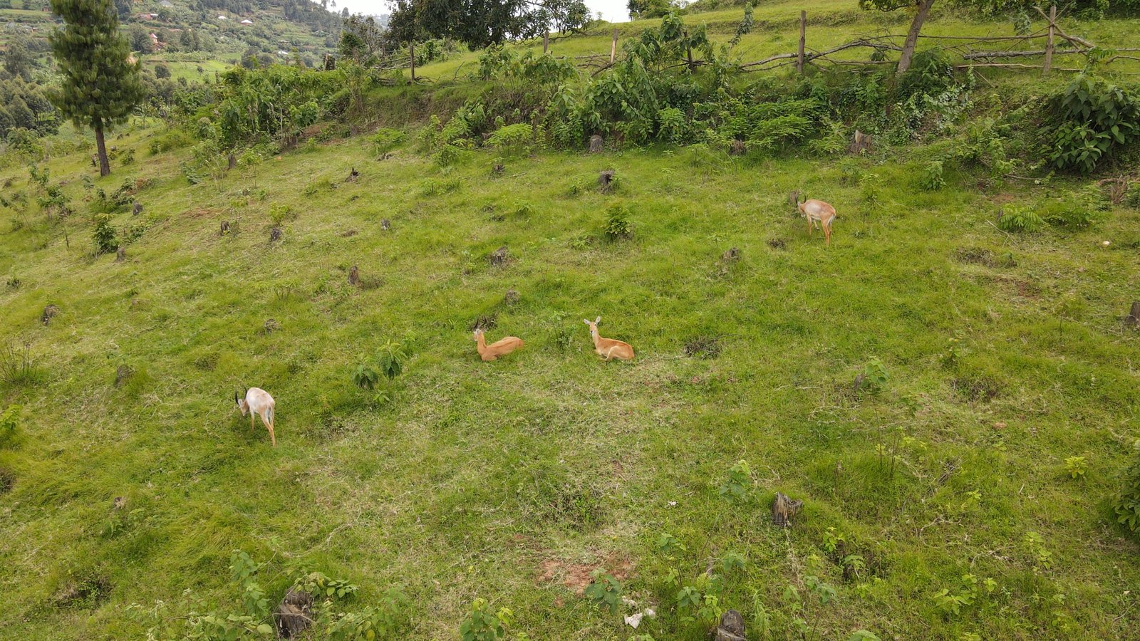 29 Islands Boat Tour – Discover the Stories of Lake Bunyonyi